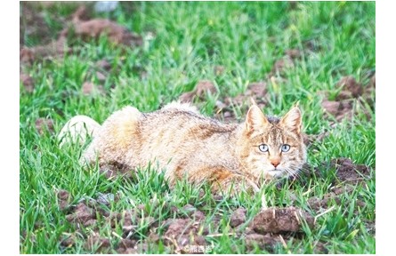 祁連山國家公園青海省管理局開展野生動物專項調查——揭開荒漠貓的神秘面紗