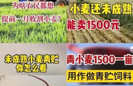 青小麥?zhǔn)崭町?dāng)飼料賣，一畝1500元？農(nóng)業(yè)農(nóng)村部：嚴(yán)查毀麥行為！