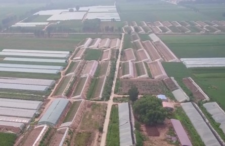 河北廊坊：多措并舉保障北京市場蔬菜供應