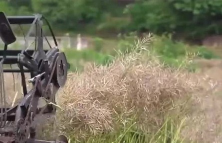 重慶大足：打造十萬畝油蔬兩用基地 助農增收