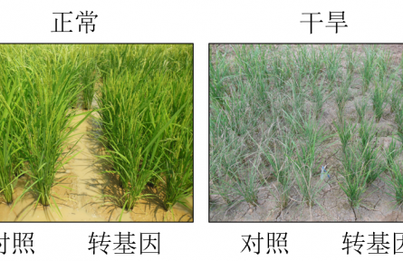 減少“水孔”！中國(guó)科學(xué)家發(fā)現(xiàn)讓水稻更抗旱的新基因