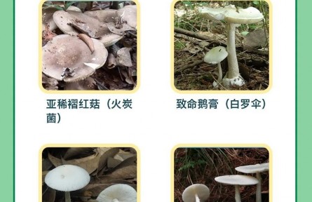 辟謠 | 男子用銀鐲試野蘑菇，仍中毒進(jìn)醫(yī)院！判斷毒菌有兩大金標(biāo)準(zhǔn)