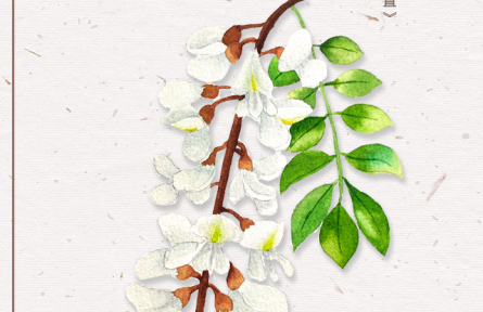 物種故事 | 刺槐：槐花滿院氣，松子落階聲