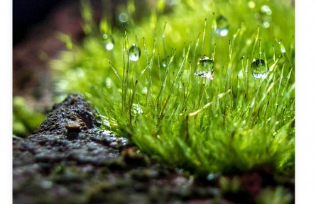 名言 | 袁枚：苔花如米小，也學(xué)牡丹開