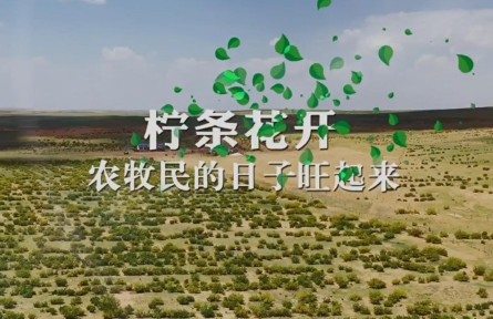 說說我的綠色獲得感 | 檸條花開，農(nóng)牧民的日子旺起來