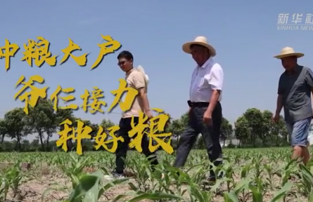 種糧大戶(hù)爺仨接力種好糧