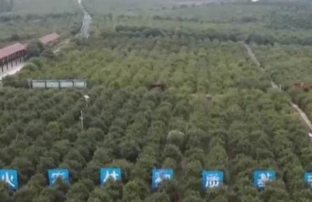 我國(guó)木本油料種植面積超過(guò)2億畝