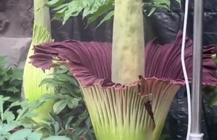 花還有臭的？“臭美”巨魔芋了解一下！