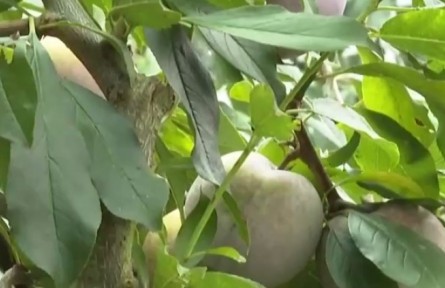 福建永泰：芙蓉李采摘正當時