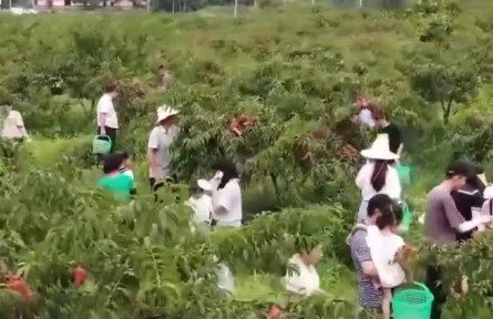 江西宜春：黃桃迎來豐收季 甜蜜產業(yè)結出致富“金果”