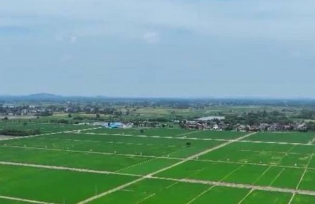 【在希望的田野上】推廣綠色生產方式 促秋糧穩(wěn)產提質