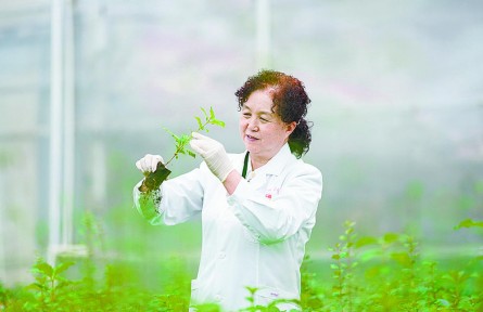 傾情山與城 只為綠與香——記青海省西寧市林業(yè)科學(xué)研究所所長(zhǎng)張錦梅