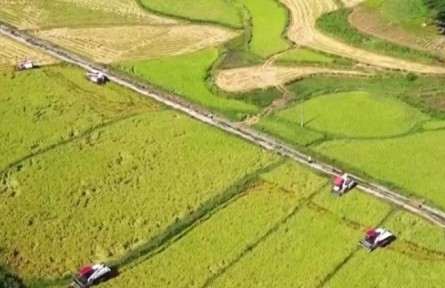 重慶：大面積水稻提前成熟 機械化加快收割進度
