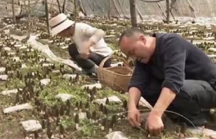 甘肅甘南：發(fā)展特色富民產業(yè) 為鄉(xiāng)村振興注入活水