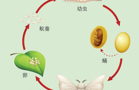 物種故事 | 蠶：緣何只愛吃桑葉？