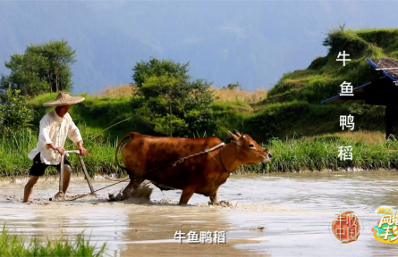 “有牛哥”：用“復古農業(yè)”守護記憶中的味道