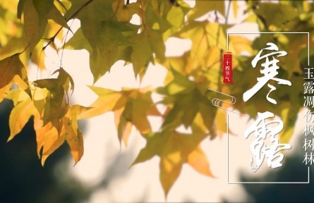 寒露，玉露凋傷楓樹林