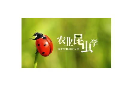 《農(nóng)業(yè)昆蟲(chóng)學(xué)》系列講座（視頻，共22講）