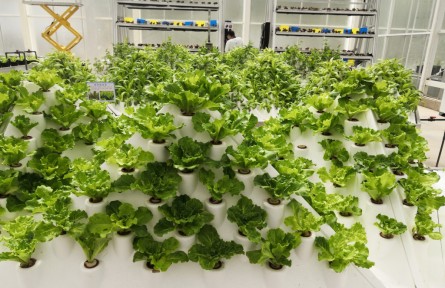 云南昆明擬認定39個蔬菜交易中心生產基地