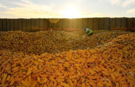 黑土地上糧食收儲新氣象：玉米“入庫”“上樓” 農民儲糧不愁