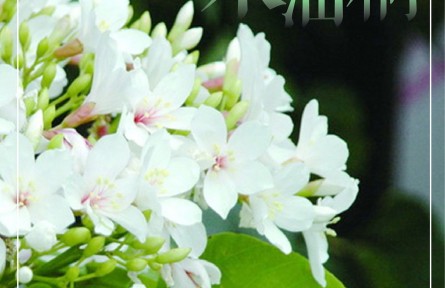 物種故事 | 木油桐：桐花似雪，年年紛飛