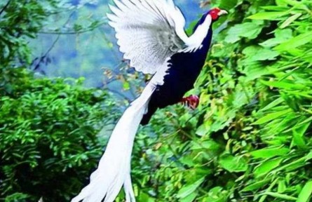市民在山間拍到“白鳳凰”？真實身份揭曉！