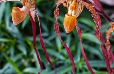 南北名蘭齊聚！首屆蘭花展在國家植物園和華南國家植物園聯(lián)袂舉辦