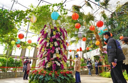 萬(wàn)株蘭花慶佳節(jié)！國(guó)家植物園“元宵蘭花展”亮相