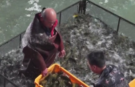 天津海關(guān)助力活魚(yú)搶“鮮”出口