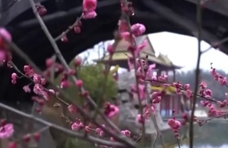 花開(kāi)中國(guó) 春色錦繡