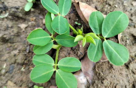 物種故事 | 花生：地上開花、地下結(jié)果的植物