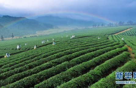 萬里茶道：小小茶葉如何讓中國與世界相遇？