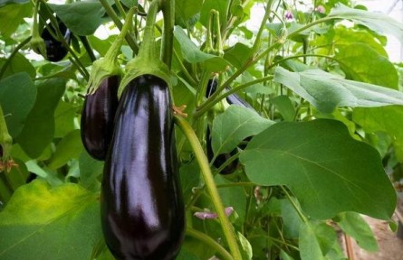 為什么早春茄子只開(kāi)花不結(jié)果？