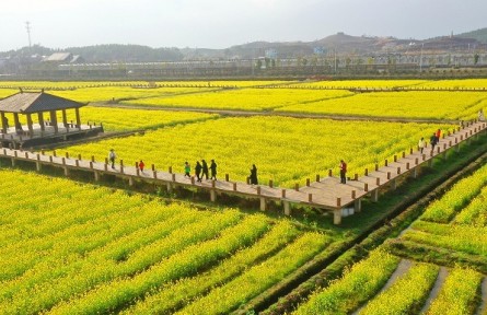 我國(guó)油菜籽生產(chǎn)與貿(mào)易知多少？