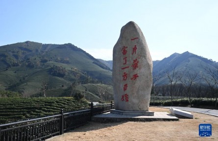 “共富茶”香，跨越2000公里的山海情緣——浙江安吉黃杜村與西部山鄉(xiāng)的共富之路
