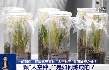 航天育種實驗如何開展？“上天入地”的“太空種子”這樣煉成