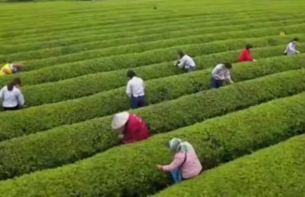 江西：春茶開采 產業(yè)融合促升級
