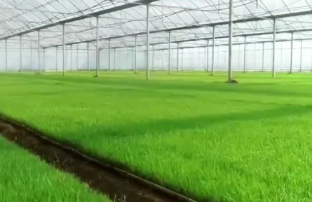 安徽：搶抓農時強田管 科技助力好育秧