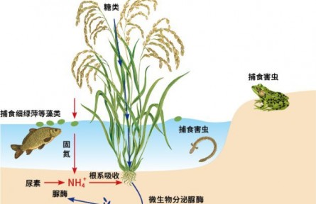 科普 | 濕地與農(nóng)業(yè)的結合：水稻田