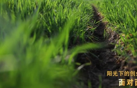 “新農(nóng)人”孫振中、魏巧夫婦：陽光下的創(chuàng)業(yè)