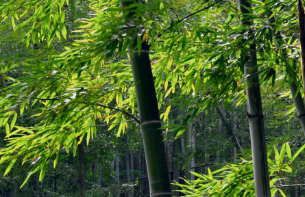 立夏：南國(guó)似暑北國(guó)春，綠秀江淮萬木蔭