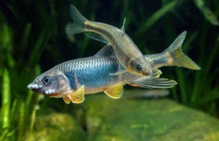 跑現(xiàn)場重調(diào)研，從一條小魚做出生態(tài)保護(hù)大文章