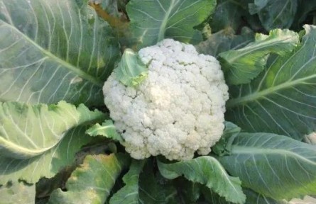 花菜種植如何科學(xué)施肥？