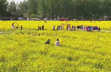 北京近郊面積最大，豐臺怪村200畝油菜花海綻放