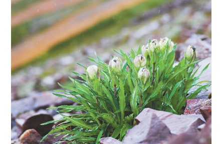 科普 | 冰天雪地，為何也有植物開花？