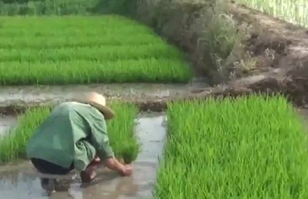 陜西：小滿時節(jié)好“豐”光 夏收夏種農事忙
