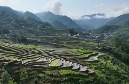 陜西：“三夏”農(nóng)忙正當(dāng)時 搶種搶收保豐收