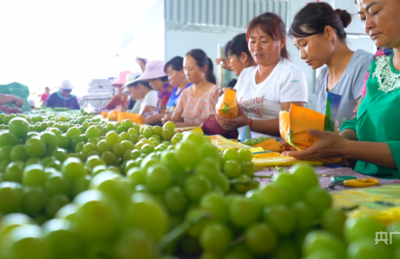四川西昌：文旅融合百業(yè)風(fēng)正勁 天府糧倉四季瓜果香