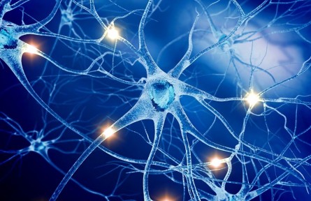 科技名詞 | 中樞神經(jīng)系統(tǒng) central nervous system，CNS