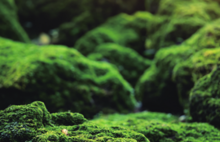 物種故事 | 苔蘚、地衣：各具特色的環(huán)境指示物種